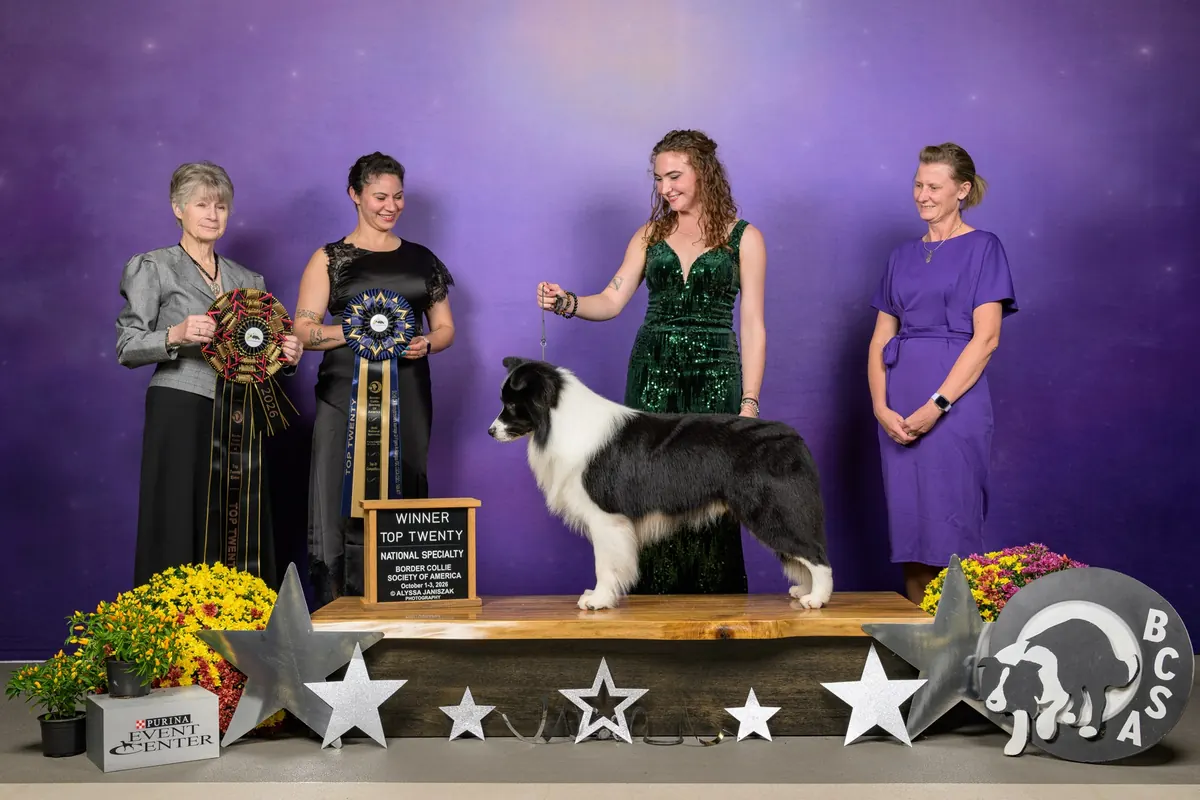 Fig stacked with his handler and award presenters at the 2026 BCSA Top Twenty event